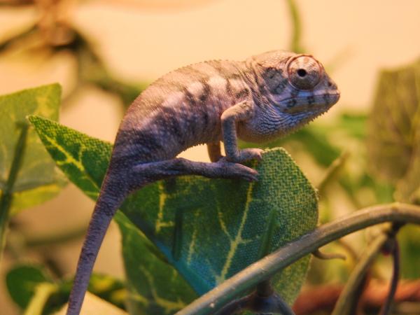 A month old male nosey be panther chameleon