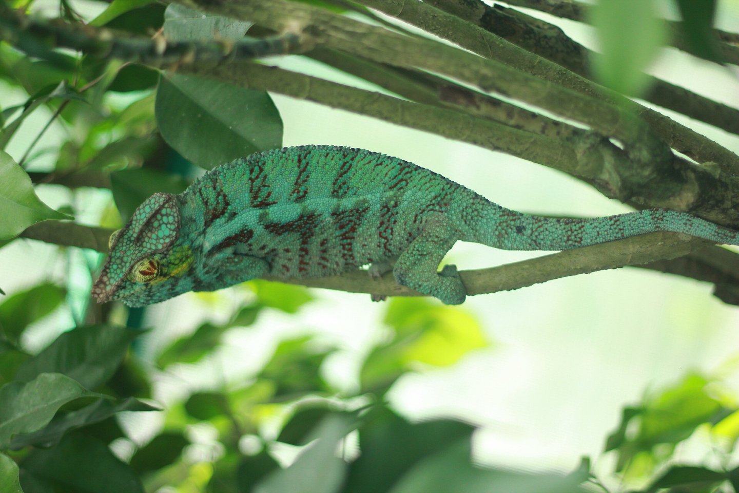 Ambanja Panther Chameleons
