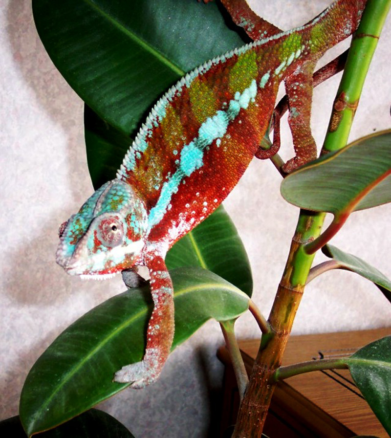 Billy my Panther chameleon