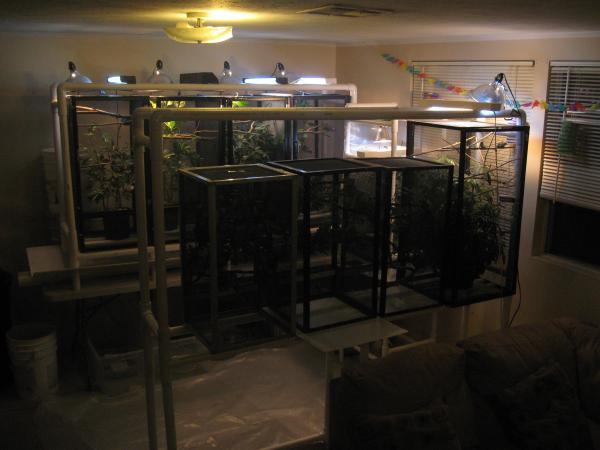 Chameleon cages 2011 002