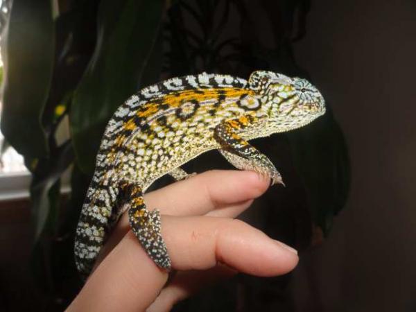 Cirus, my WC male carpet chameleon.