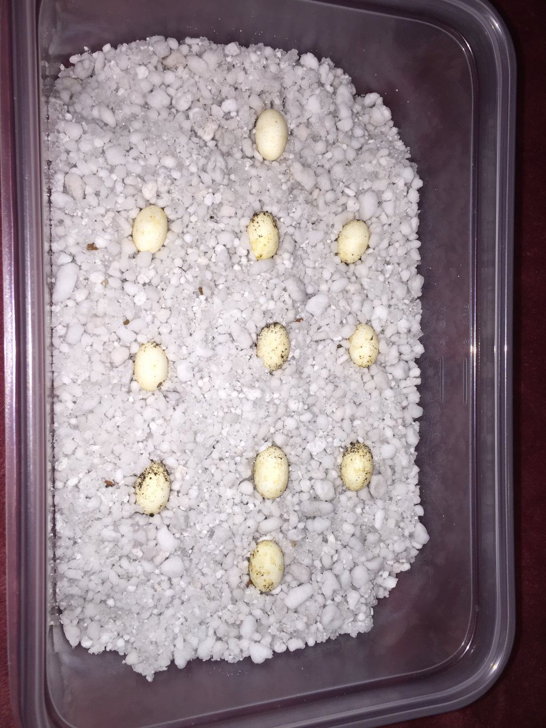 eggs