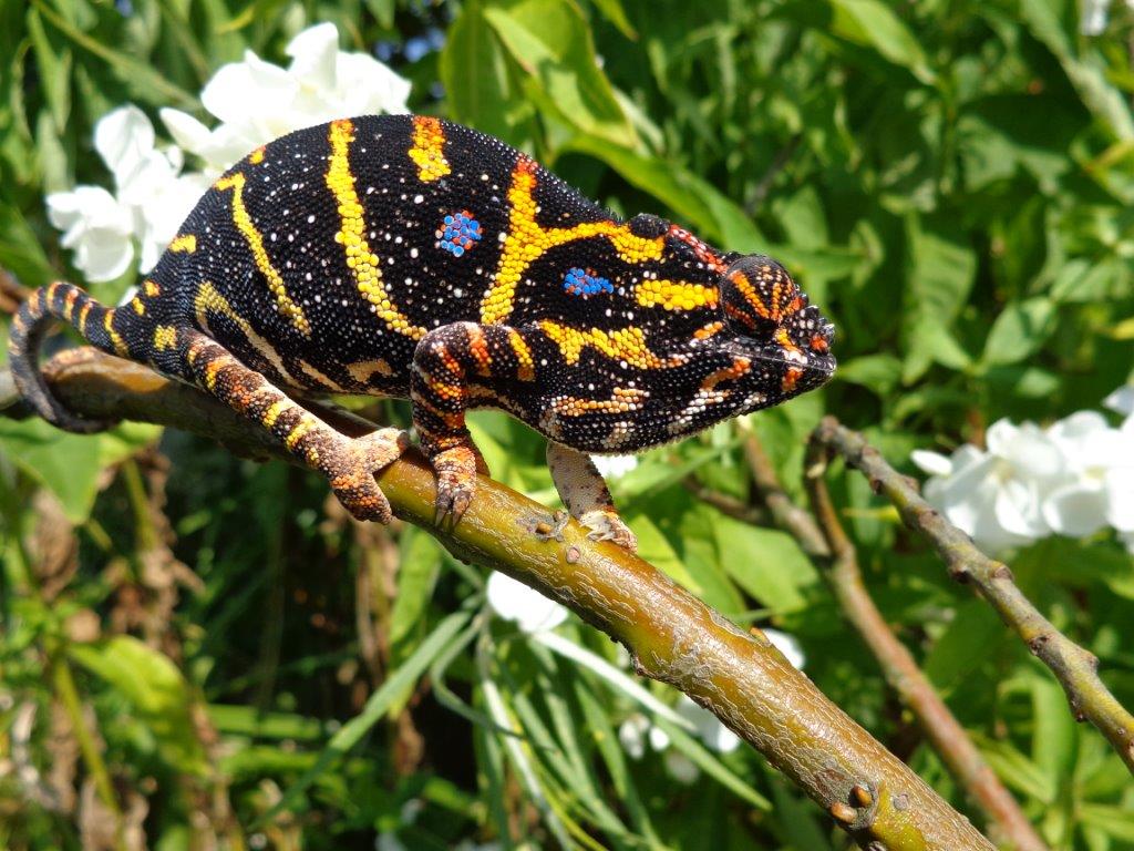 Female Furcifer Minor