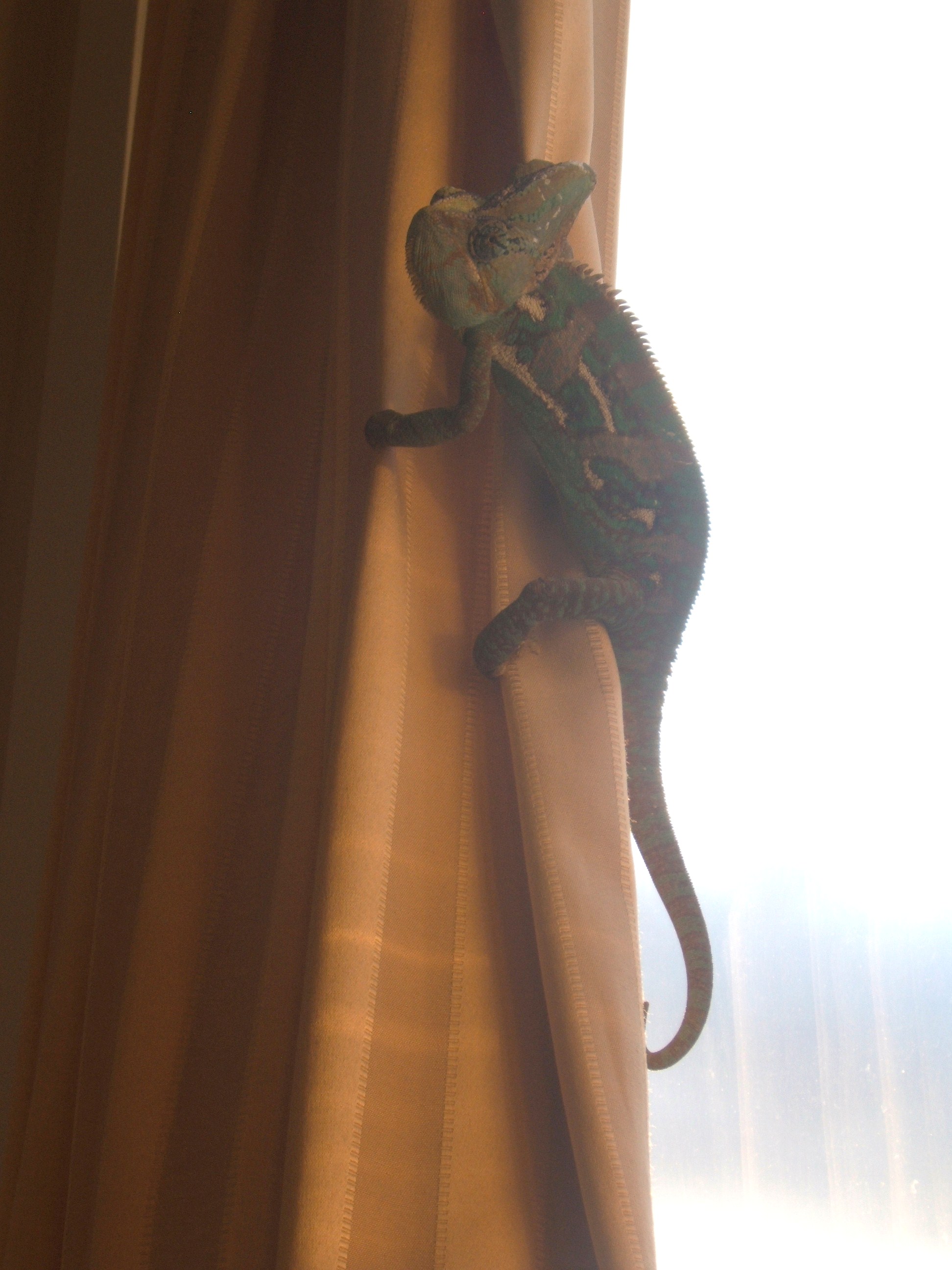 Hangin On The Curtain