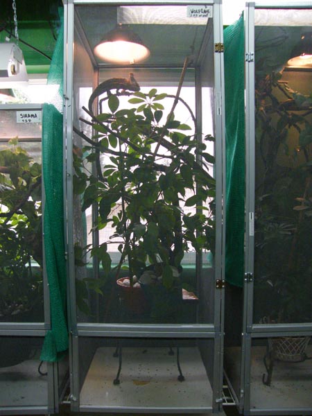 Male Veiled cham enclosure