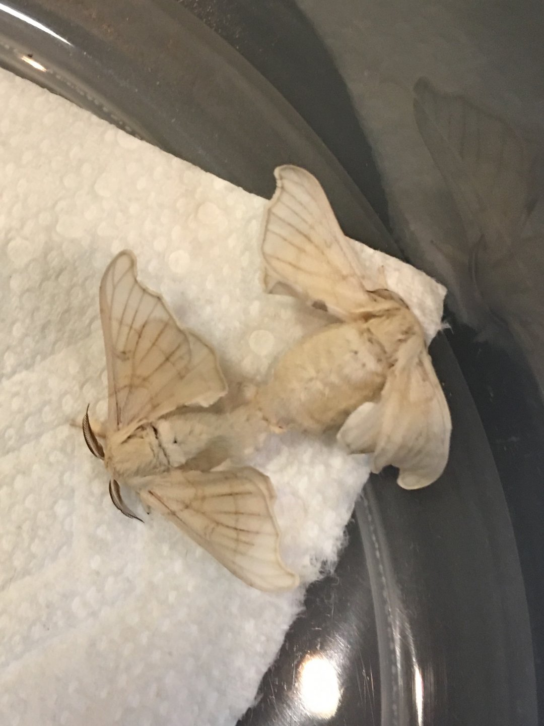 Mating Silkworm Moths