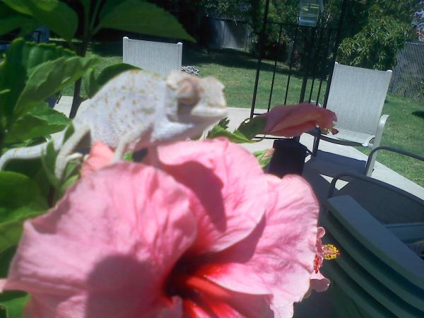 on his hibiscus