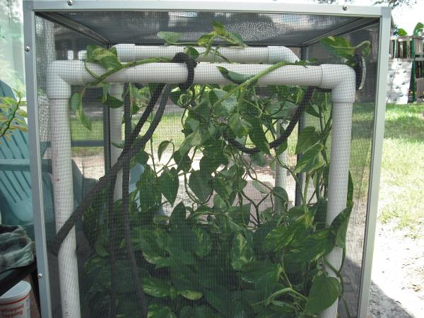 Pothos and fake vine in the cage.