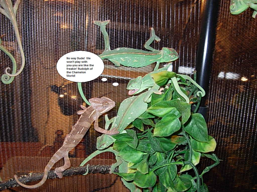 "rudolph" The Brown Chameleon