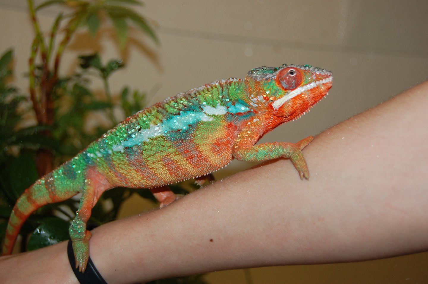 Skittles after his shower