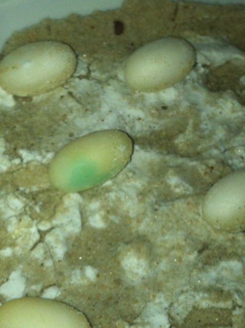 Veiled Chameleon Eggs