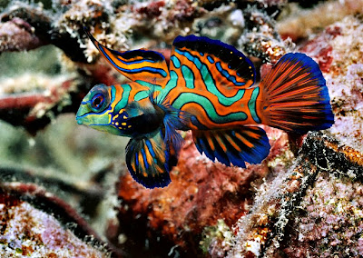 Mandarin-Fish.jpg