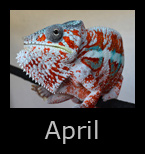 april.jpg