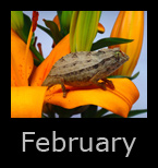 february.jpg