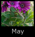 may.jpg