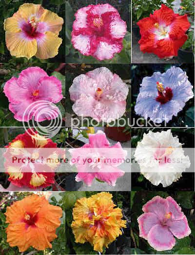 Hibiscus_zps90e2ce4c.jpg