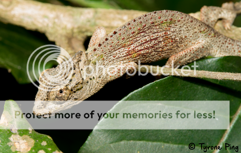 Bradypodion-caeruleogula---UMlalazi-dwarf-chameleon-By-Tyrone-Ping-wm5_zps2031a513.png