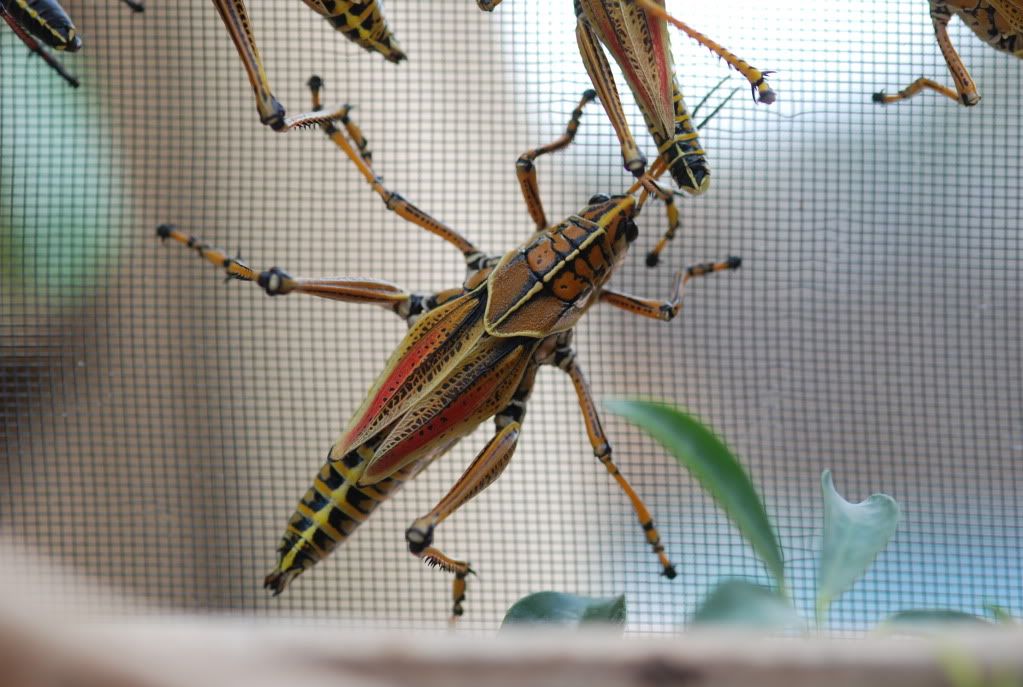 grasshopper002.jpg
