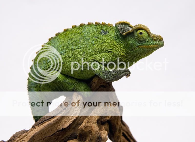 08212011_Toad.jpg