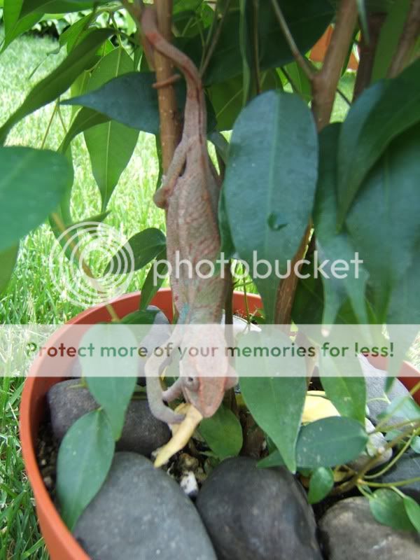 ChameleonEatingFicus008.jpg