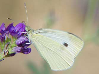 cabbage-white-butterfly.jpg