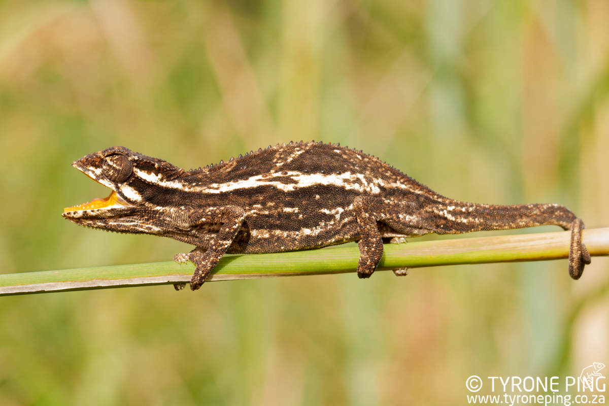 Bradypodion-kentanicum_-Kentani-dwarf-chameleon-©-Tyrone-Ping_2017-WM-20.jpg