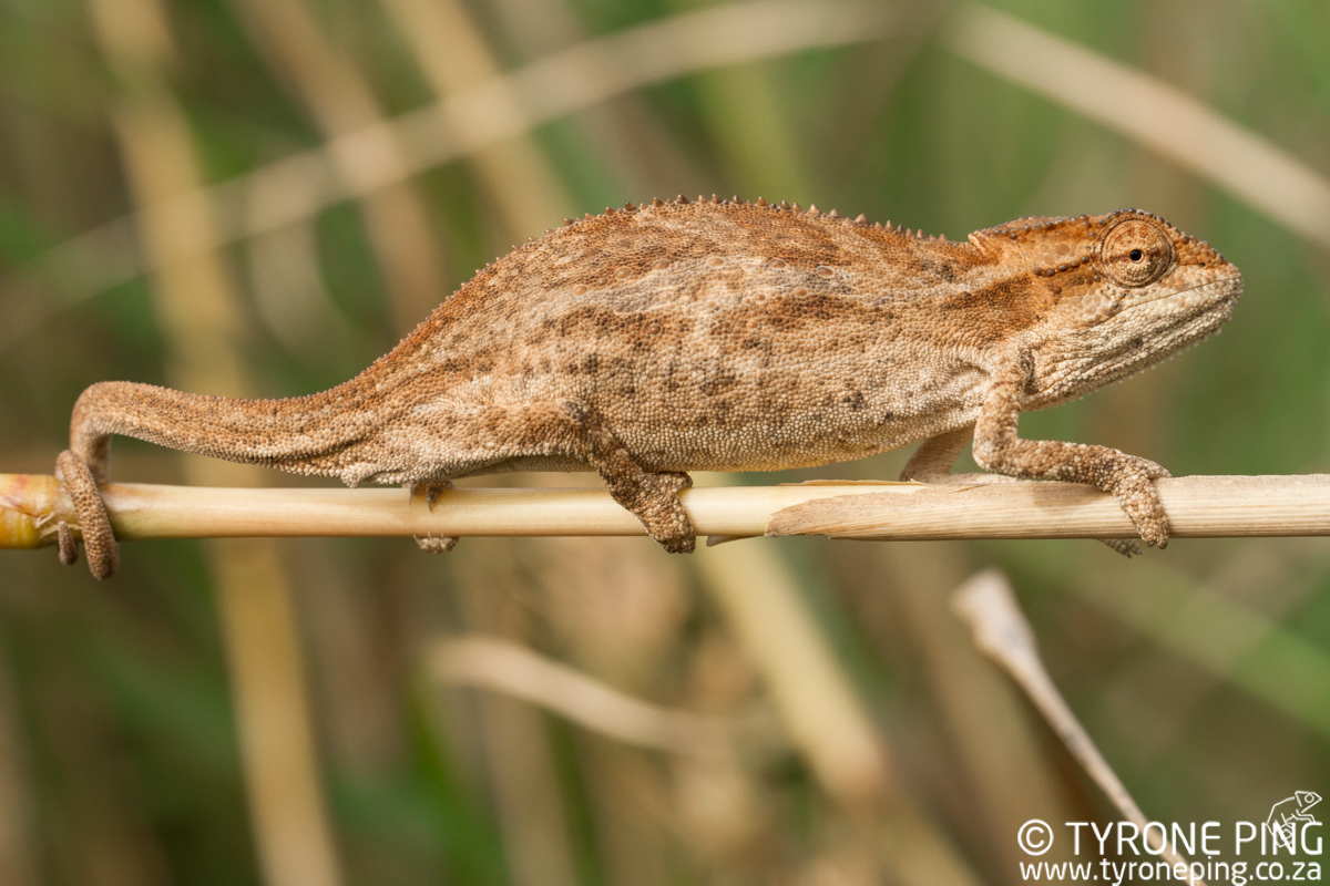 Bradypodion-kentanicum_-Kentani-dwarf-chameleon-©-Tyrone-Ping_2017-WM-9.jpg