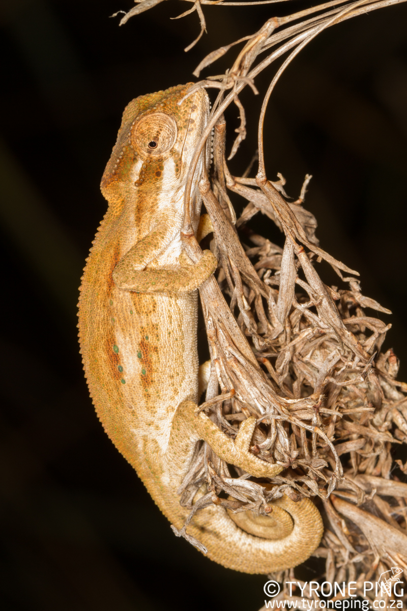 Bradypodion-kentanicum_-Kentani-dwarf-chameleon-©-Tyrone-Ping_2017_WM-1.jpg