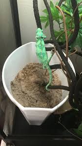 Veiled Egg Laying Issues | Chameleon Forums