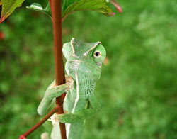 Senegal Chameleon