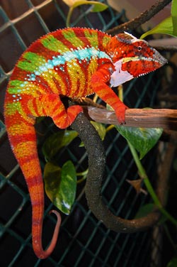 Panther Chameleon