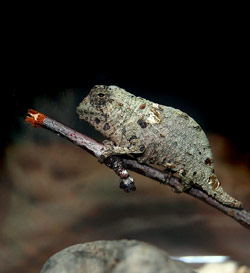 Pygmy Chameleon