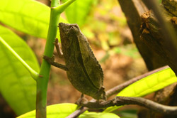 Pygmy Chameleon