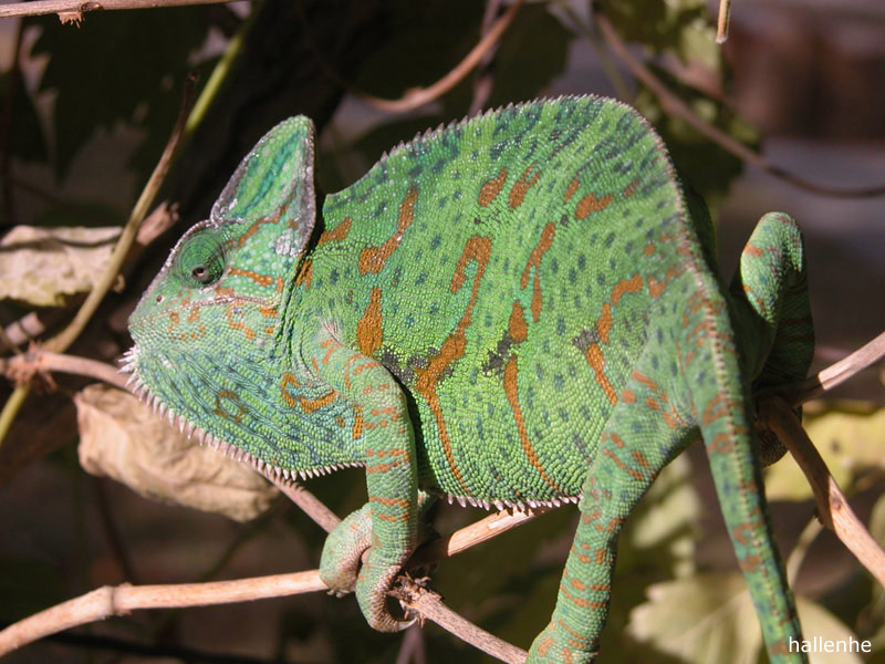 Veiled Chameleon | Chameleon Forums