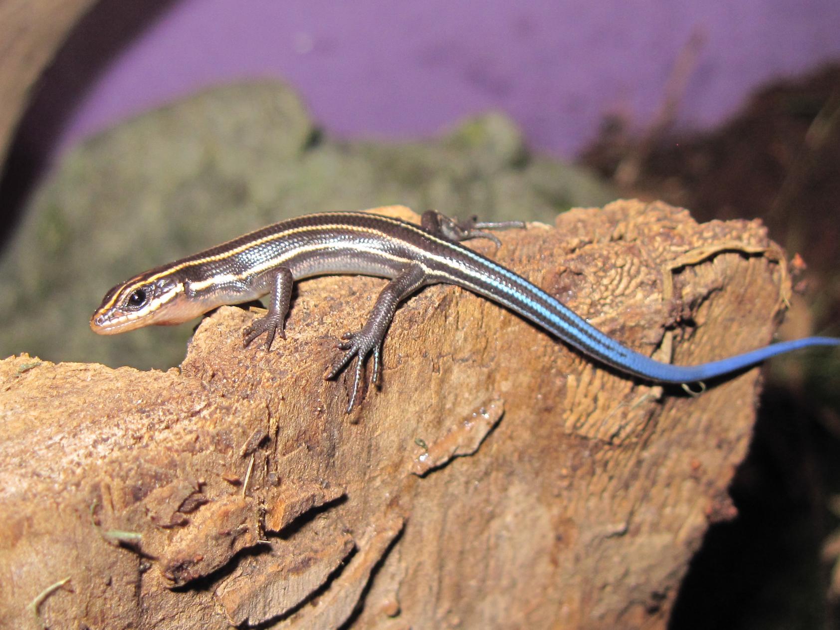What Do Backyard Lizards Eat - 010 Jpg
