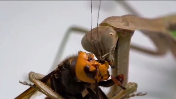 0_Murder-hornet-locked-in-grudge-match-with-praying-mantis.jpg