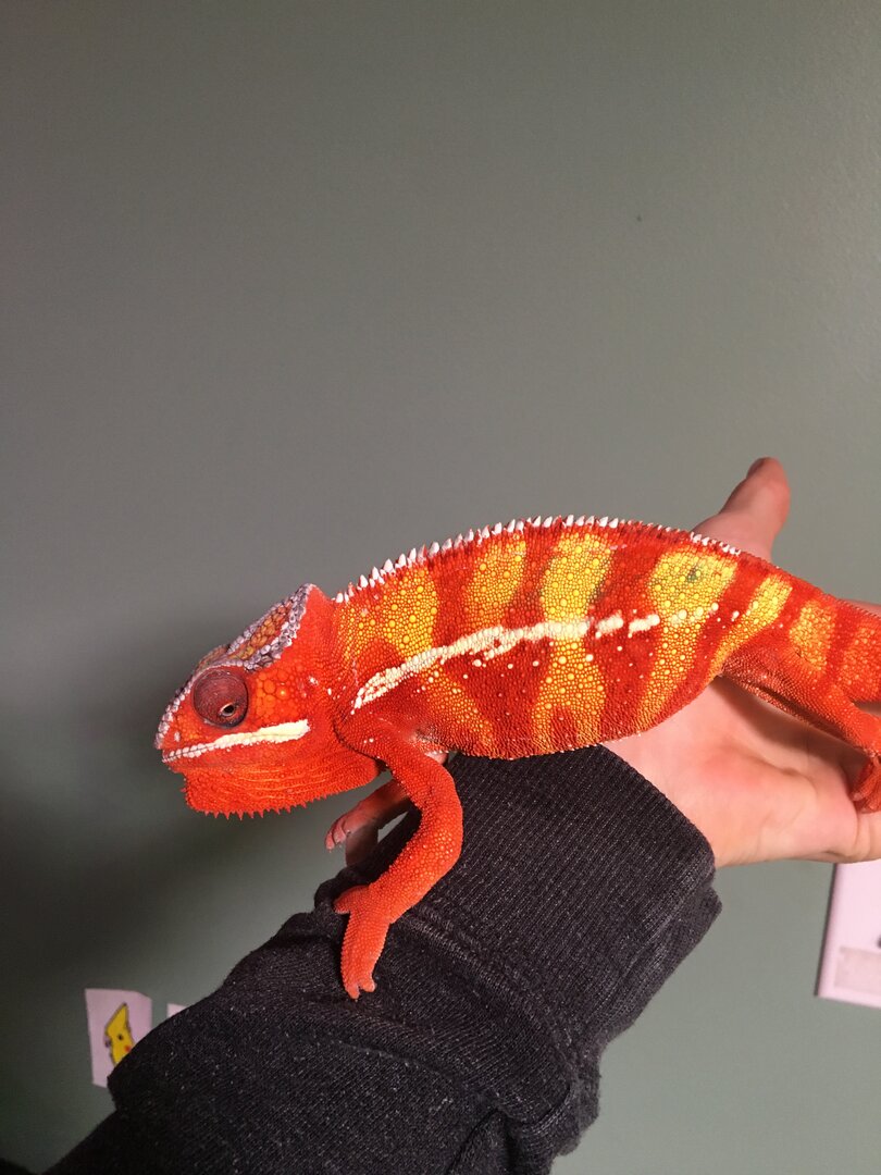 Most sought after panther Cham color | Chameleon Forums