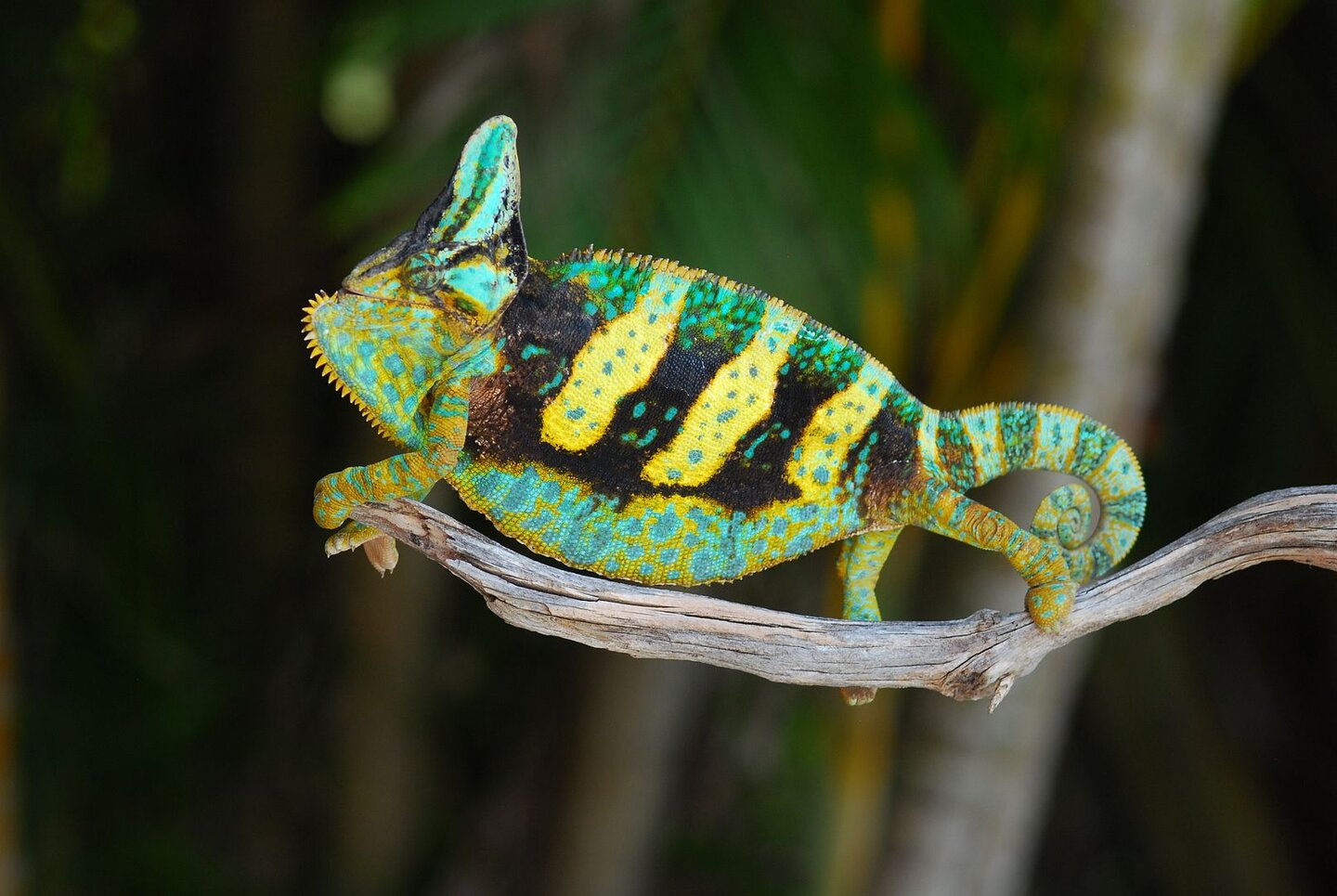 US - Veiled Chameleon Eggs For Sale (Hunter, Bane and Gamora