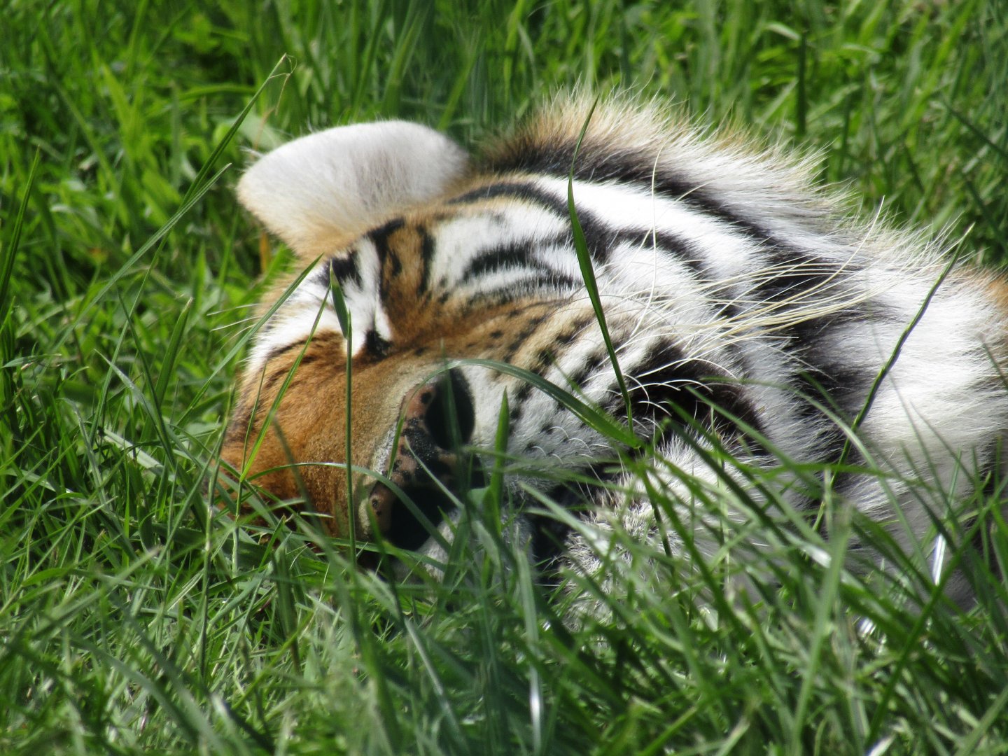 1 tiger.JPG