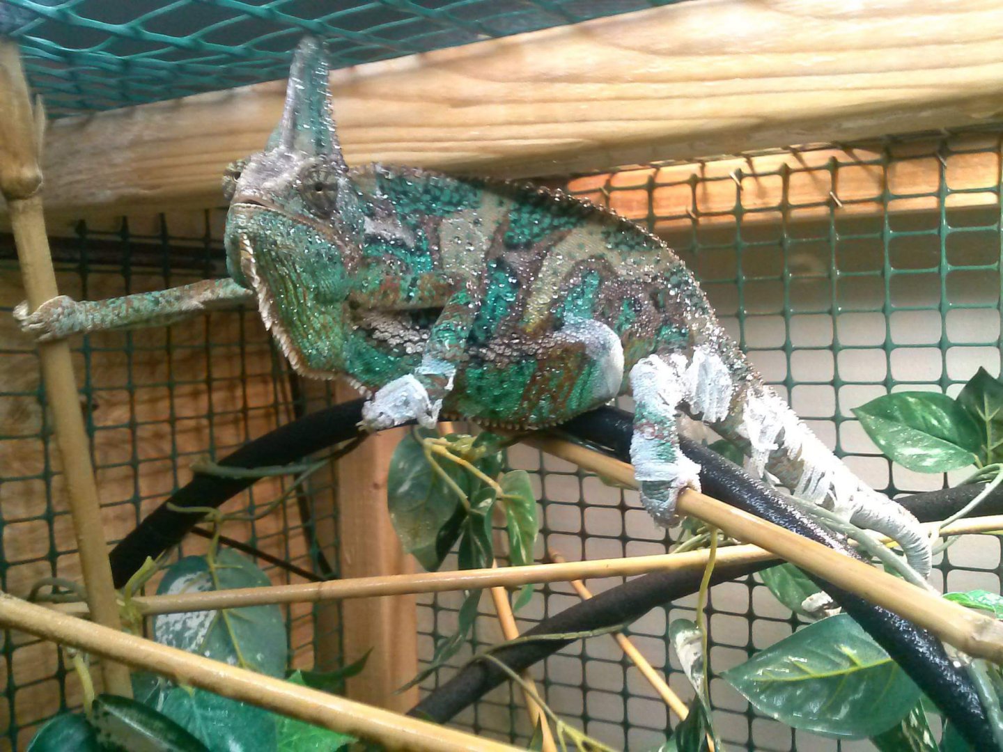 Older male veiled chameleon not eating | Chameleon Forums
