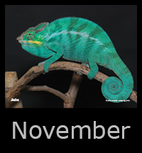 11november.jpg