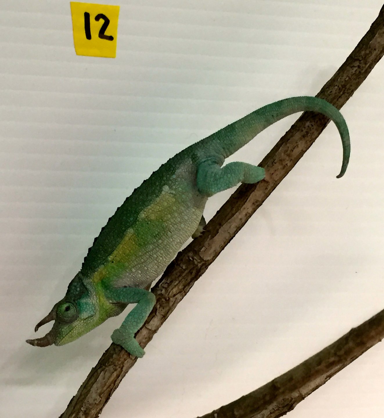 #12 PROBABLE FEMALE.JPG
