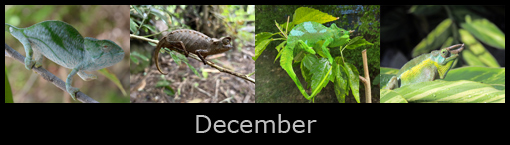 12december.jpg