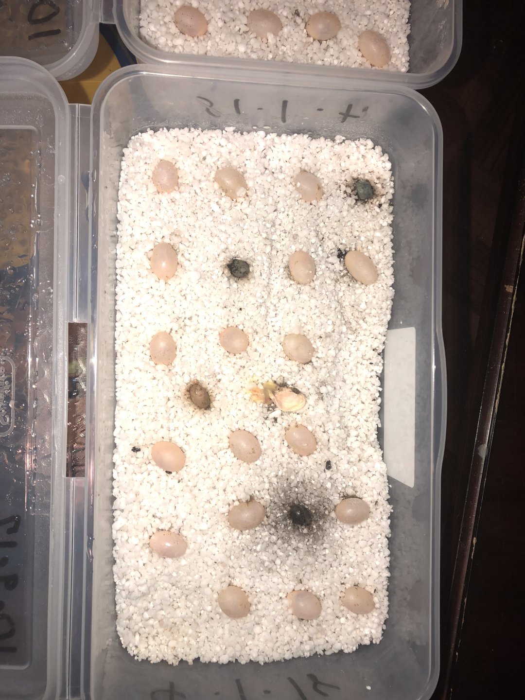 Need Help With Veiled Chameleon Eggs | Chameleon Forums