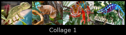 13collage1.jpg