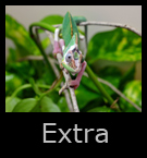 13extra.jpg