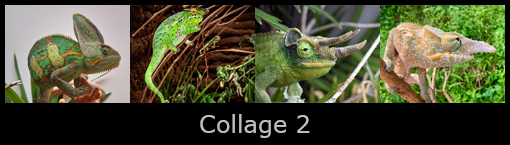 14collage2.jpg
