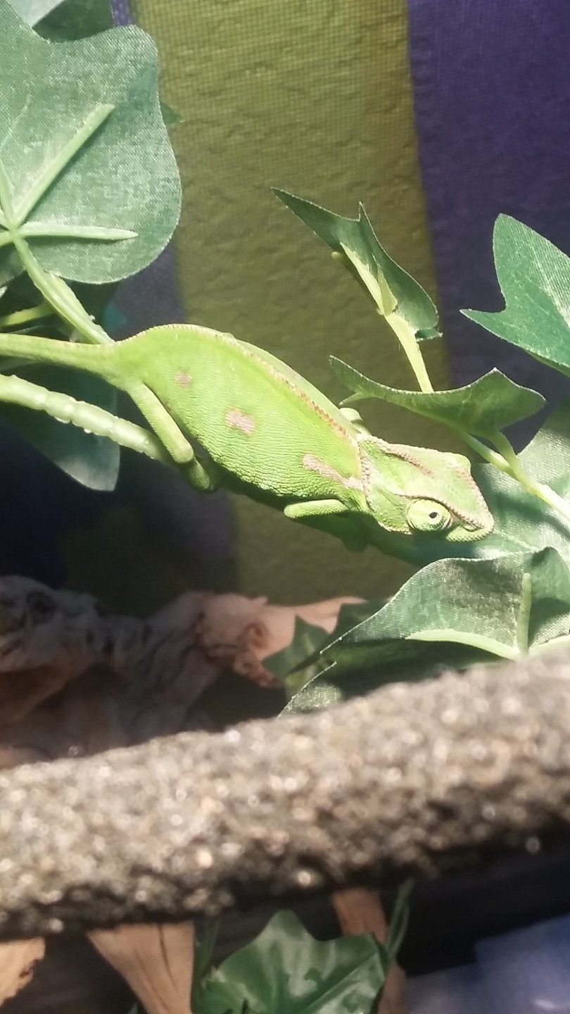 Why wont my baby cham eat? | Chameleon Forums