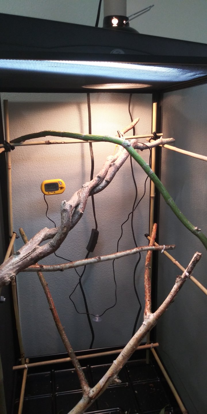 New cage set up | Chameleon Forums