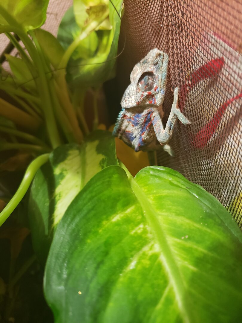 PLEASE HELP CHAMELEON DYING | Chameleon Forums